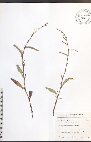  (Persicaria hydropiper - JRM231)  @11 [ ] CreativeCommons - Attribution  Unspecified Centre for Biodiversity Genomics