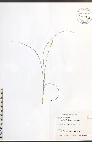  (Carex radiata - JRM267)  @11 [ ] CreativeCommons - Attribution  Unspecified Centre for Biodiversity Genomics