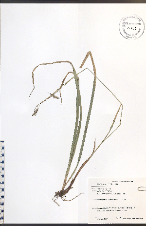  (Carex castanea - JRM294)  @11 [ ] CreativeCommons - Attribution  Unspecified Centre for Biodiversity Genomics