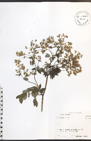  (Thalictrum dioicum - NTW849)  @11 [ ] CreativeCommons - Attribution  Unspecified Centre for Biodiversity Genomics