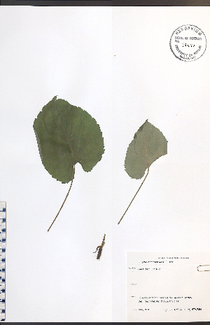  (Eurybia macrophylla - NTW864)  @11 [ ] CreativeCommons - Attribution  Unspecified Centre for Biodiversity Genomics