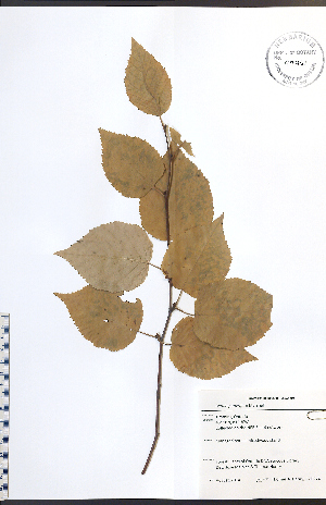  (Betula papyrifera - TAH274)  @11 [ ] CreativeCommons - Attribution  Unspecified Centre for Biodiversity Genomics