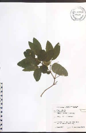  (Lonicera canadensis - TAH352)  @11 [ ] CreativeCommons - Attribution  Unspecified Centre for Biodiversity Genomics