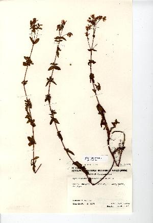  (Hypericum undulatum - NMW447)  @11 [ ] CreativeCommons - Attribution (2012) Unspecified National Museum Wales