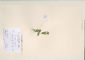  (Centaurium tenuiflorum - NMW6736)  @11 [ ] CreativeCommons - Attribution (2012) National Museum Wales National Museum Wales