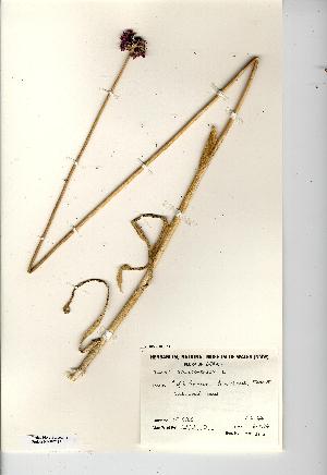  (Allium scorodoprasum - NMW7117)  @11 [ ] CreativeCommons - Attribution (2012) National Museum Wales National Museum Wales