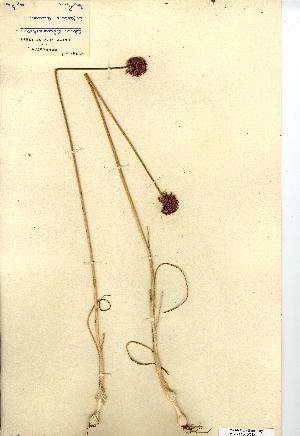  (Allium sphaerocephalon - NMW7121)  @11 [ ] CreativeCommons - Attribution (2012) National Museum Wales National Museum Wales