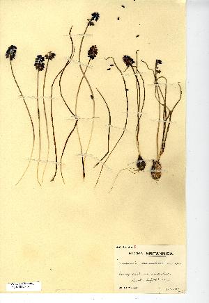  (Muscari neglectum - NMW7132)  @11 [ ] CreativeCommons - Attribution (2012) National Museum Wales National Museum Wales