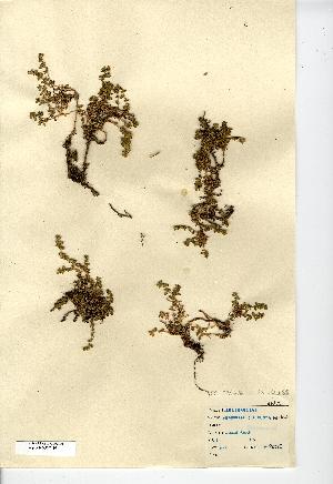  (Herniaria ciliolata - NMW7410)  @11 [ ] CreativeCommons - Attribution (2012) National Museum Wales National Museum Wales