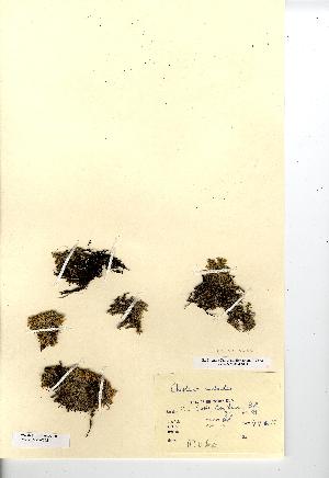  (Cherleria sedoides - NMW7421)  @11 [ ] CreativeCommons - Attribution (2012) National Museum Wales National Museum Wales