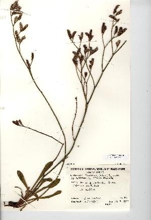  (Limonium procerum - NMW7459)  @11 [ ] CreativeCommons - Attribution (2012) National Museum Wales National Museum Wales