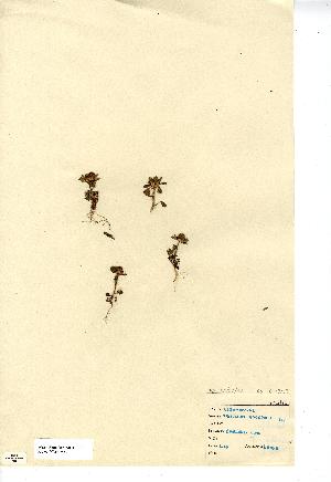  (Trifolium bocconei - NMW7584)  @11 [ ] CreativeCommons - Attribution (2012) National Museum Wales National Museum Wales