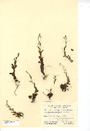  (Myosotis stolonifera - NMW7621)  @11 [ ] CreativeCommons - Attribution (2012) National Museum Wales National Museum Wales