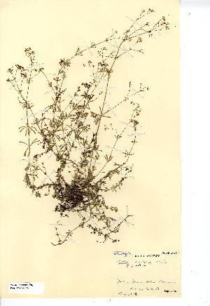  (Galium pumilum - NMW7652)  @11 [ ] CreativeCommons - Attribution (2012) National Museum Wales National Museum Wales