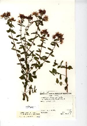  ( - NMW7786)  @11 [ ] CreativeCommons - Attribution (2012) National Museum Wales National Museum Wales