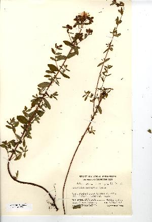  ( - NMW7788)  @11 [ ] CreativeCommons - Attribution (2012) National Museum Wales National Museum Wales