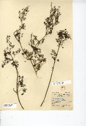  (Fumaria parviflora - NMW8078)  @11 [ ] CreativeCommons - Attribution (2012) National Museum Wales National Museum Wales