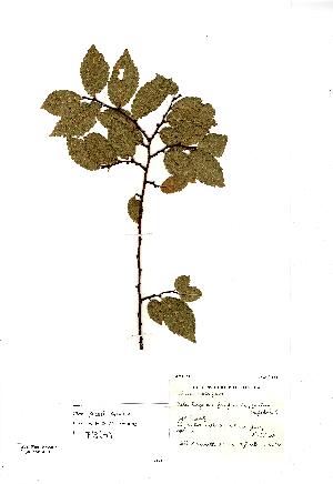  (Ulmus plotii - NMW8201)  @11 [ ] CreativeCommons - Attribution (2012) National Museum Wales National Museum Wales