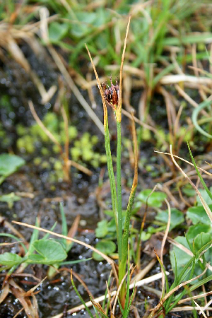  (Dactylorhiza traunsteinerioides - RBGE10)  @11 [ ] CreativeCommons - Attribution (2012) Royal Botanic Garden Edinburgh Royal Botanic Garden Edinburgh