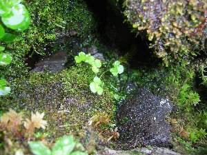  ( - RBGE123)  @11 [ ] CreativeCommons - Attribution (2012) Royal Botanic Garden Edinburgh Royal Botanic Garden Edinburgh