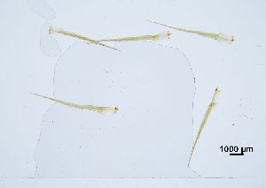  ( - REU029719)  @11 [ ] CC-BY-NC-SA (2024) Unspecified PVBMT Research Unit, University of Reunion, CIRAD