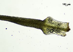  ( - REU029719)  @11 [ ] CC-BY-NC-SA (2024) Unspecified PVBMT Research Unit, University of Reunion, CIRAD