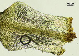  ( - REU029719)  @11 [ ] CC-BY-NC-SA (2024) Unspecified PVBMT Research Unit, University of Reunion, CIRAD