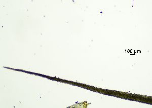  ( - REU029719)  @11 [ ] CC-BY-NC-SA (2024) Unspecified PVBMT Research Unit, University of Reunion, CIRAD
