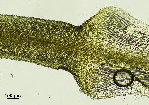  ( - REU029719)  @11 [ ] CC-BY-NC-SA (2024) Unspecified PVBMT Research Unit, University of Reunion, CIRAD