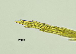  ( - REU029719)  @11 [ ] CC-BY-NC-SA (2024) Unspecified PVBMT Research Unit, University of Reunion, CIRAD