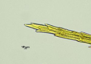  ( - REU029719)  @11 [ ] CC-BY-NC-SA (2024) Unspecified PVBMT Research Unit, University of Reunion, CIRAD
