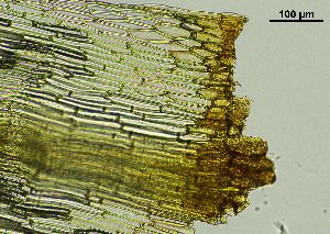  ( - REU029719)  @11 [ ] CC-BY-NC-SA (2024) Unspecified PVBMT Research Unit, University of Reunion, CIRAD
