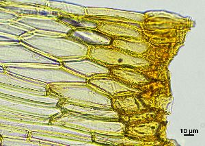  ( - REU029719)  @11 [ ] CC-BY-NC-SA (2024) Unspecified PVBMT Research Unit, University of Reunion, CIRAD