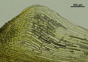  ( - REU029719)  @11 [ ] CC-BY-NC-SA (2024) Unspecified PVBMT Research Unit, University of Reunion, CIRAD