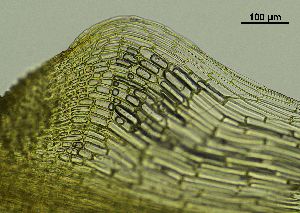  ( - REU029719)  @11 [ ] CC-BY-NC-SA (2024) Unspecified PVBMT Research Unit, University of Reunion, CIRAD