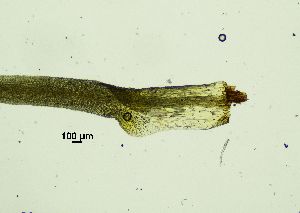  ( - REU029719)  @11 [ ] CC-BY-NC-SA (2024) Unspecified PVBMT Research Unit, University of Reunion, CIRAD