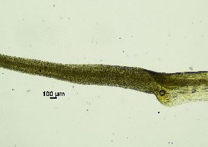  ( - REU029719)  @11 [ ] CC-BY-NC-SA (2024) Unspecified PVBMT Research Unit, University of Reunion, CIRAD
