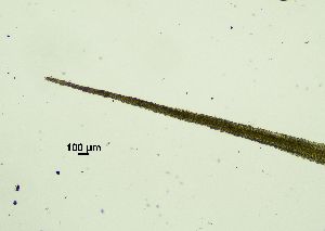  ( - REU029719)  @11 [ ] CC-BY-NC-SA (2024) Unspecified PVBMT Research Unit, University of Reunion, CIRAD
