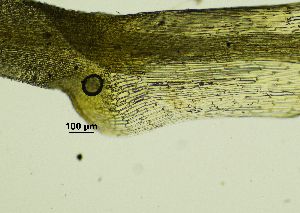  ( - REU029719)  @11 [ ] CC-BY-NC-SA (2024) Unspecified PVBMT Research Unit, University of Reunion, CIRAD