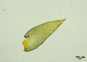  ( - REU029728)  @11 [ ] CC-BY-NC-SA (2024) Unspecified PVBMT Research Unit, University of Reunion, CIRAD