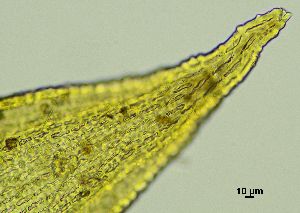  ( - REU029728)  @11 [ ] CC-BY-NC-SA (2024) Unspecified PVBMT Research Unit, University of Reunion, CIRAD