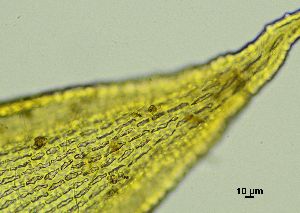  ( - REU029728)  @11 [ ] CC-BY-NC-SA (2024) Unspecified PVBMT Research Unit, University of Reunion, CIRAD