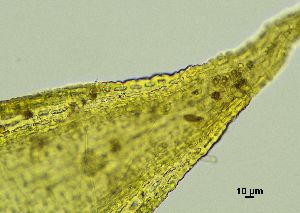  ( - REU029728)  @11 [ ] CC-BY-NC-SA (2024) Unspecified PVBMT Research Unit, University of Reunion, CIRAD