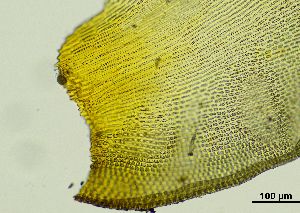  ( - REU029728)  @11 [ ] CC-BY-NC-SA (2024) Unspecified PVBMT Research Unit, University of Reunion, CIRAD