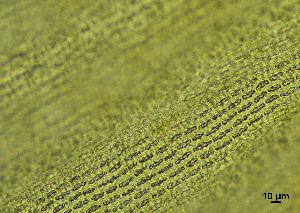  ( - REU029728)  @11 [ ] CC-BY-NC-SA (2024) Unspecified PVBMT Research Unit, University of Reunion, CIRAD