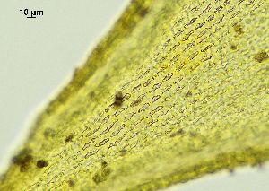  ( - REU029728)  @11 [ ] CC-BY-NC-SA (2024) Unspecified PVBMT Research Unit, University of Reunion, CIRAD