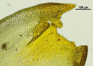  ( - REU029728)  @11 [ ] CC-BY-NC-SA (2024) Unspecified PVBMT Research Unit, University of Reunion, CIRAD