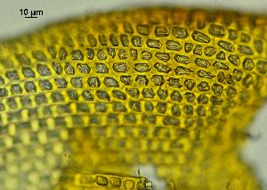  ( - REU029728)  @11 [ ] CC-BY-NC-SA (2024) Unspecified PVBMT Research Unit, University of Reunion, CIRAD