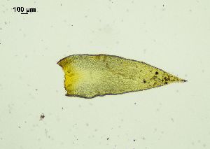  ( - REU029728)  @11 [ ] CC-BY-NC-SA (2024) Unspecified PVBMT Research Unit, University of Reunion, CIRAD