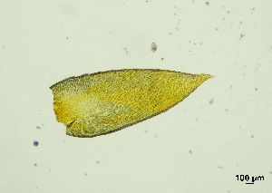  ( - REU029728)  @11 [ ] CC-BY-NC-SA (2024) Unspecified PVBMT Research Unit, University of Reunion, CIRAD